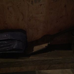 Meet your Posher, Ginger